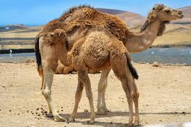 Camels, those schooners of the desert, have played a crucial role in trade and culture in the middle east, africa and asia for literally thousands of years. What Do Camels Eat