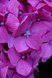 Hydrangea Beautiful Flowers Hydrangea Flower Flowers
