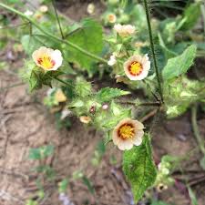 Image result for Sida urens