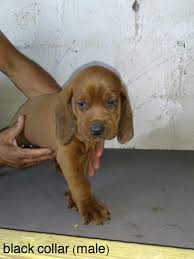Usda licensed commercial breeders account. Texas Hounds Redbone Coonhound Puppies Only Three Males Facebook