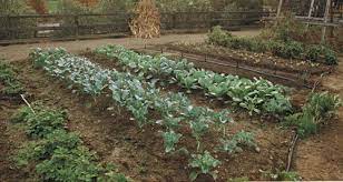 Check spelling or type a new query. A Winter Vegetable Garden In Northern California Finegardening