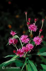 Image result for Vernonia turbinella