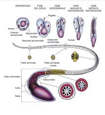 Scopriamo insieme cos'è lo spermiogramma, i suoi valori e quanto costa il test domestico e l'esame di laboratorio od ospedaliero. Infertilita Maschile Studio Urologico Gallo