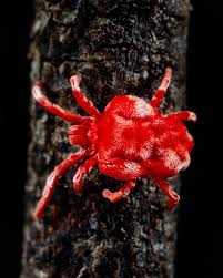 Image result for Otiophora