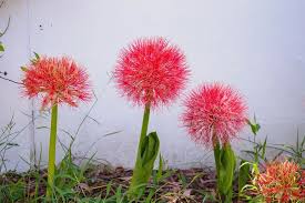 Image result for Scadoxus multiflorus