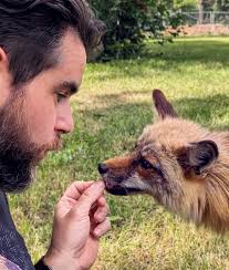 Foxes creating negative space and mirroring each other