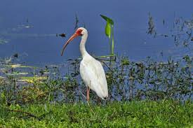 Image result for Ibis White 2014 AQ