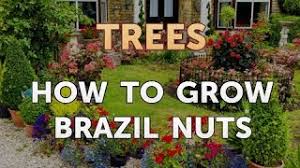 We did not find results for: How To Grow Brazil Nuts Youtube