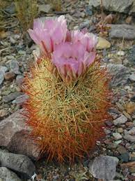 Barrel cactus desert plant is native to southwestern american deserts. Cacti Desert Succulents Death Valley National Park U S National Park Service