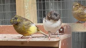 Canary hazard roller € 14. Gloster Canarys For Sale Wolverhampton West Midlands Pets4homes
