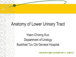 Ppt Anatomy Of Lower Urinary Tract Powerpoint Presentation Free Download Id 889810