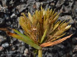 Image result for Pycreus polystachyos