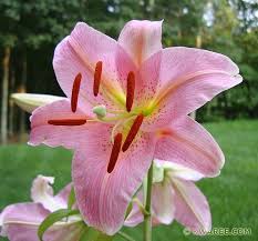 lilium pink perfection 3 day lilies lilium oriental lily