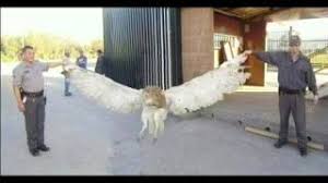 Wally Gonzalez La Leyenda Del Pajaro Gigante Youtube Todos los pedidos recibidos en la tienda online de lechuza entre el 29.12.2020 y el 03.01.2021 macetas y balconeras de alta calidad con sistema de riego inteligente de lechuza. wally gonzalez la leyenda del pajaro