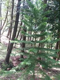 Image result for Araucariaceae