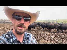Feeding Cattle, Aussie Style: A Conversation with Stuart Judd