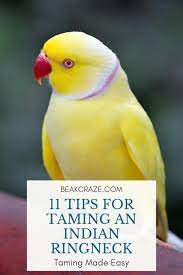 is your indian ringneck rather shy but you want to tame him her this article wi papaganlar papagan