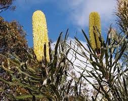 Banksia Attenuata Wikipedia