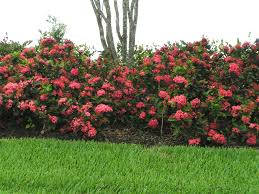 Image result for Ixora praetermissa