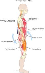 When these muscles tighten up, it creates musculoskeletal imbalances. Pin On Anatomy And Pilates