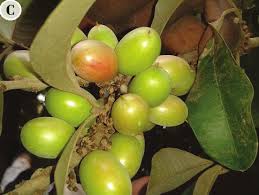 Image result for Lasiodiscus mannii