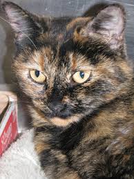 Dear Lord May Your Holy Spirit Guide Me Through The Steps That I Need To Take To Become Closer To You Protect Me As The Cute Cats Pretty Cats Pet Watching