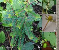 Image result for Phyllanthus