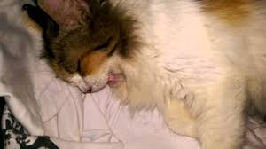 Bentuk tubuh kucing persia yang lucu, cerdas dan menggemaskan ketika kamu mendapati kucing melakukan hal ini artinya dia sedang memiliki energy lebih serta butuh olahraga, biasanya anakan kucing yang sering melakukan. Ketika Kucing Melahirkan Jangan Panik Majalah Cat Dog