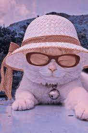 Cat Aesthetic Cat Aesthetic Cute Animals Aesthetic Cat