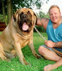 Celui de grande bretagne en tout cas ! Le Plus Gros Chien Du Monde Est Un Mastiff Appele Hercules