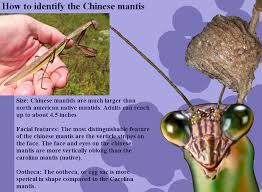 Several records of praying mantis eating a hummingbird have been subject to research. Stop The Invasive Chinese Mantis Posts Facebook