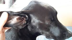 How do you know if your dog has a yeast infection in his ear? How To Treat Yeast Infection In Dog Ears Simple Ingredients Youtube