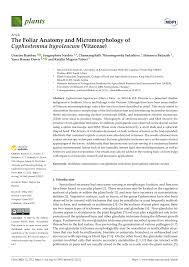 Image result for Cyphostemma saxicola