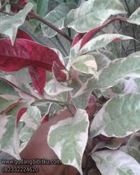 We did not find results for: Jual Tanaman Hias Sambang Darah 082332224620 Gudang Bibitku