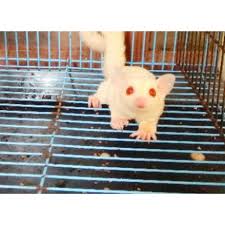 Sugar Glider Albino Jantan Shopee Indonesia