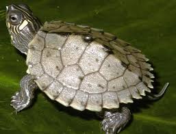 Map turtles (genus graptemys) get their common name from the lines and markings on the carapace which resemble the contour lines of a map. Baby Mississippi Map Turtles Graptemys Pseudogeographica