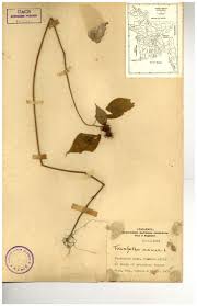 Image result for Triumfetta annua