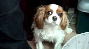 There are a variety of different tricks to try to get the episode of reverse sneezing to stop. This Weird But Common Dog Behavior Is A Major Cause Of Unnecessary Vet Visits The Dog People By Rover Com