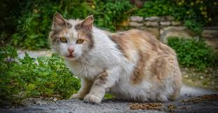 A feral cat is typically born in the wild or outdoors with little to no human interaction. The Difference Between Feral And Stray Cats Awl Animal Welfare League Of South Australia