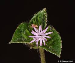 Image result for Elephantopus scaber