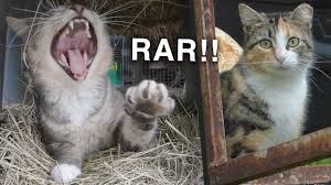 Barn cats are common additions to many farmyards. Cats How Adopting Barn Cats Is Working For Us Youtube