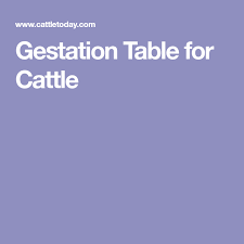 Gestation Table For Cattle Cattle Miniature Cattle Beef