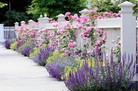 Walkers Low Catmint Beautiful Dark Lavender Fragrant Blooms Plantingtree Com Cottage Garden Gorgeous Gardens Front Yard Landscaping