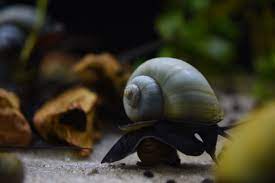 Everything You Need To Know About Mystery Snails Pet Keen