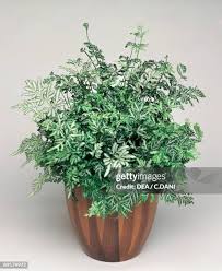 Image result for Pteridaceae