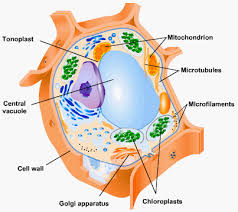 We did not find results for: Why Do Plant Cell Posses Large Sized Vacuole
