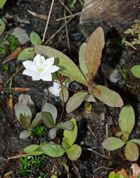 Image result for Lysimachia tenuicaulis
