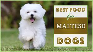 9 Best Healthiest Dog Food For Maltese In 2019