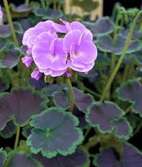 Bulk Geranium Seeds 100 Flower Seeds Geranium Cola Violet Egzotik Cicekler Saksida Cicekler Cicek