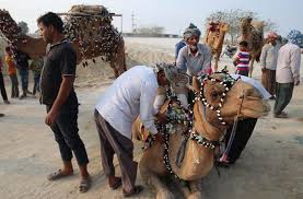 The ageyl said that the best aperient was to drink camel milk from cups of the scooped out rind. In Pictures Tradtional Camel S Back Wedding In Iran S Gheshm Island Kodoom Com Kodoom